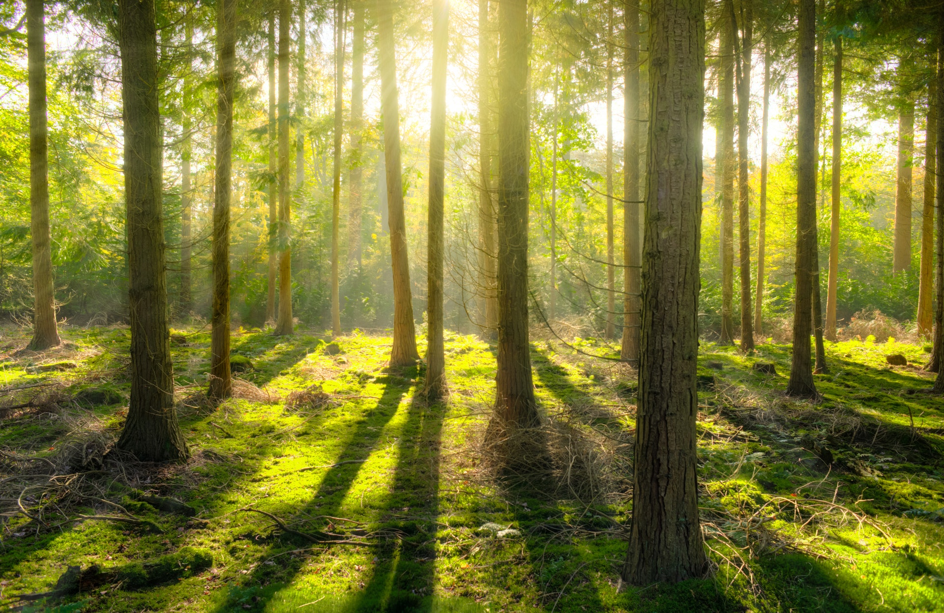 Picture of a sunlit forest.