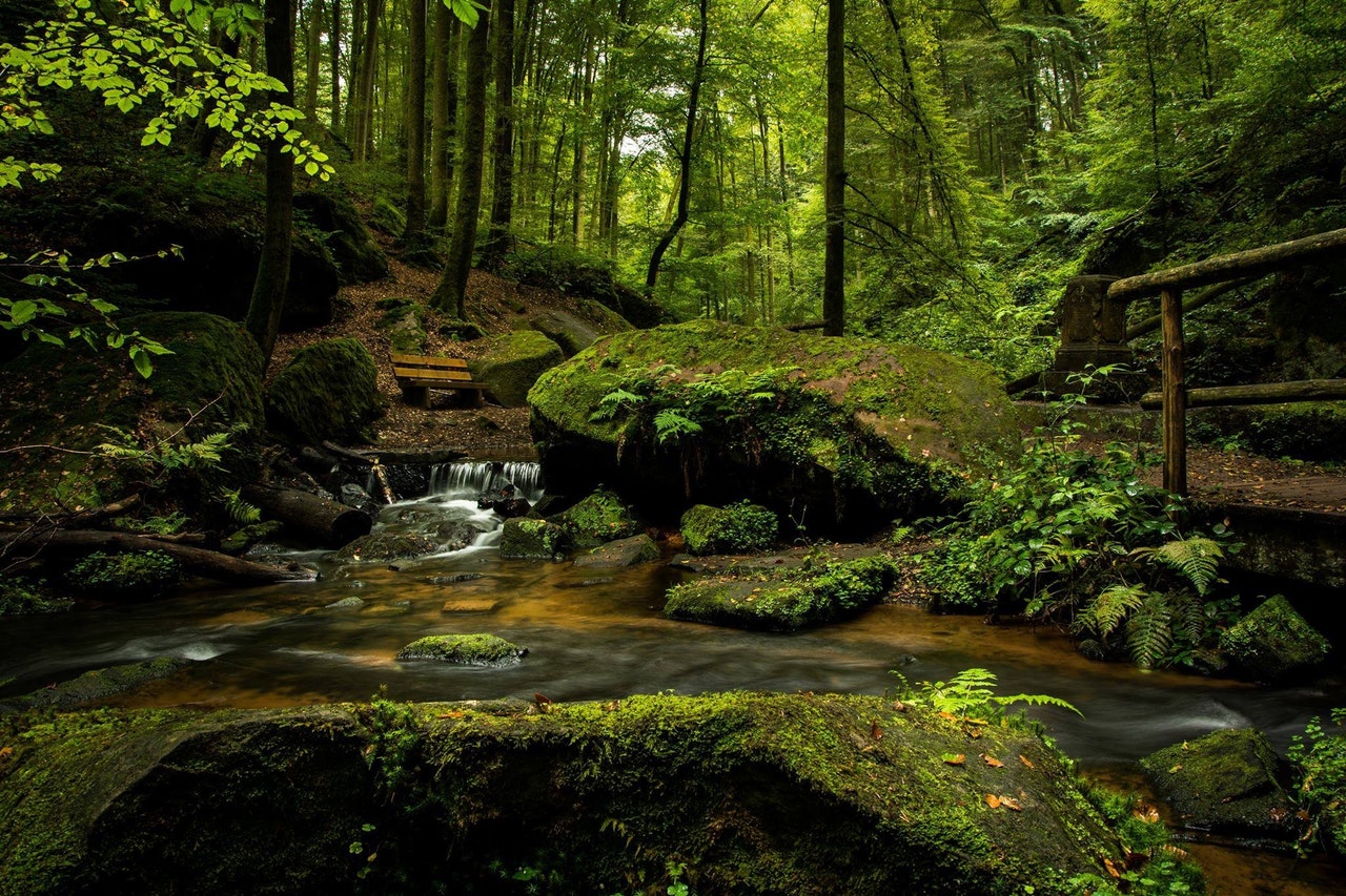 A mossy creek in a forest with moss-covered rocks and old trail railings